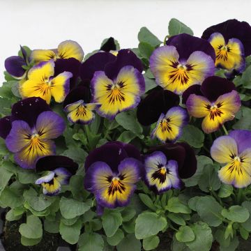 Viola hybrida Matrix F1 Midnight Glow - Violeta hibrida