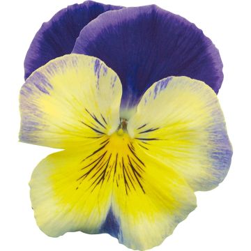 Viola Prim up Blue Yellow Splash - Violeta