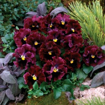 Viola Frizzle F1 Burgundy - Violeta