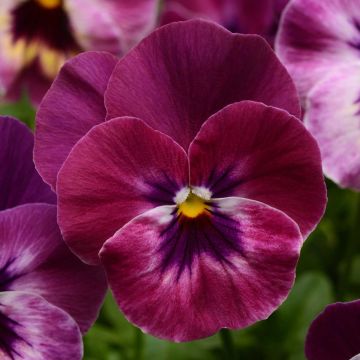 Viola hybrida Cool Wave Raspberry - Violeta hibrida