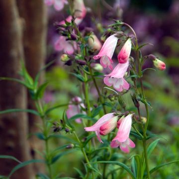 Penstemon Apple Blossom