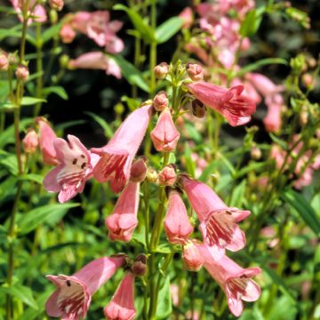 Penstemon Hewell Pink Bedder