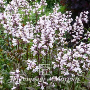 Penstemon digitalis Husker Red (semillas) - Lengua de barba