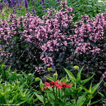 Penstemon digitalis Dakota Burgundy - Lengua de barba