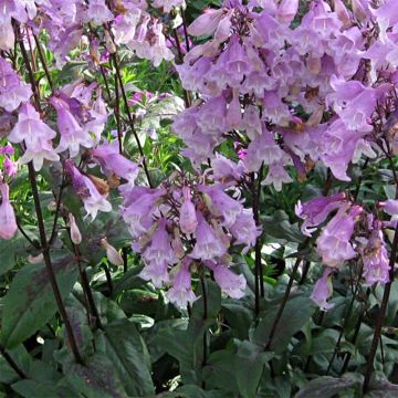 Penstemon digitalis Pocahontas - Lengua de barba