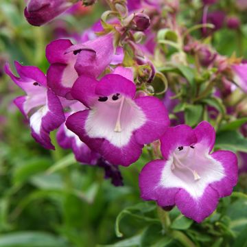 Penstemon Countess of Dalkeith