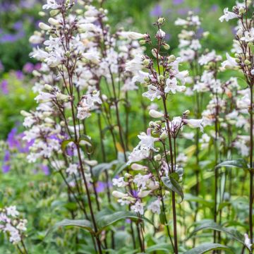 Penstemon digitalis Husker Red - Lengua de barba