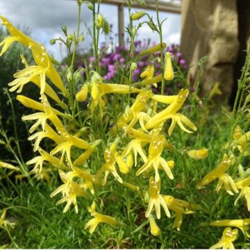 Penstemon pinifolius Mersea Yellow - Campanita de hojas de pino