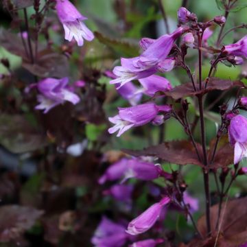 Penstemon smallii