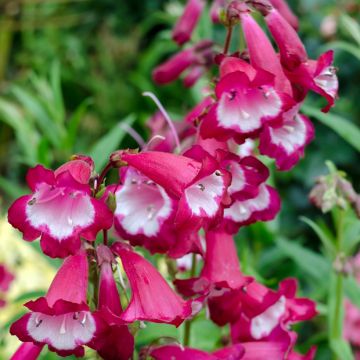 Penstemon hybride Sunburst Ruby - Galane