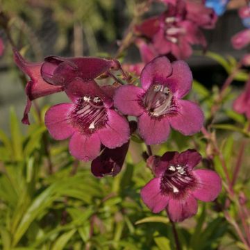 Penstemon Blackbird