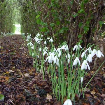 Galanthus reginae-olgae - Campanilla de invierno