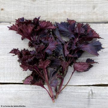 Perilla roja Bio - Ferme de Sainte-Marthe