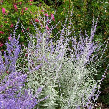 Salvia rusa Silvery Blue - Perovskia atriplicifolia