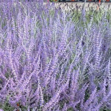 Salvia rusa Blue Steel - Perovskia atriplicifolia