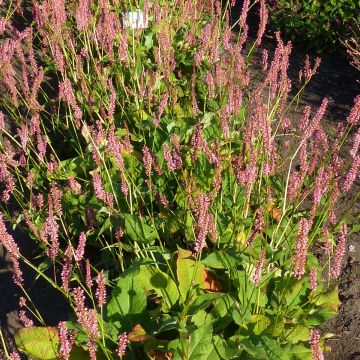 Persicaria amplexicaulis Jo and Guido's Form