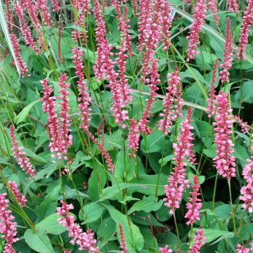 Persicaria amplexicaulis Orange Field