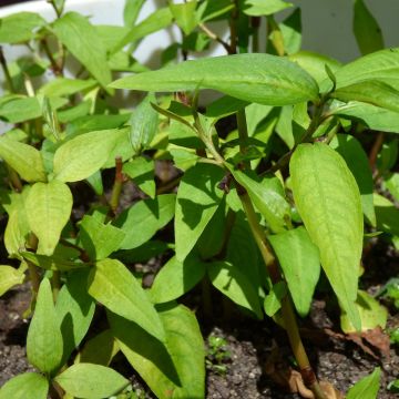 Coriandro de Vietnam - Persicaria odorata