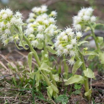 Petasites albus - Butterbur blanco