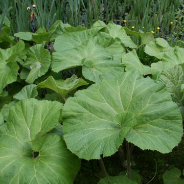 Petasites japonicus Giganteus - Fuki