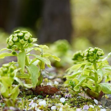 Petasites japonicus - Fuki