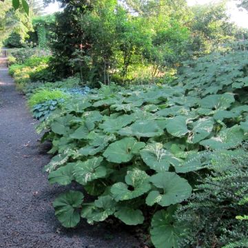 Petasites japonicus variegatus - Fuki