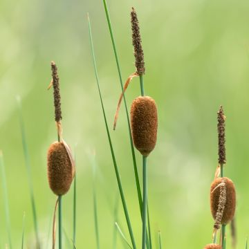 Typha minima - Espadaña en miniatura