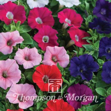 Petunia Gioconda Mixed