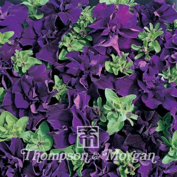 Petunia Double Cascade Blue