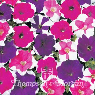 Petunia Mini Bella Picotee Mix