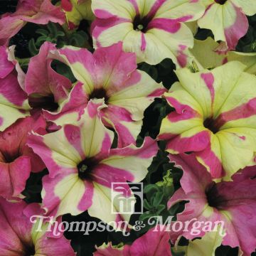 Petunia Sophistica Lime Bicolour