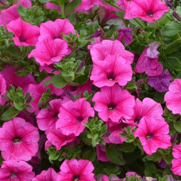 Surfinia Hot Pink - Petunia