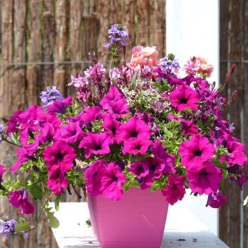 Petunia Purple - Surfinia