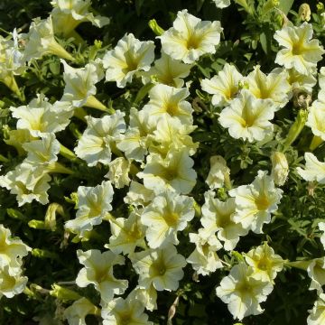 Petunia Yellow - Surfinia