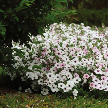 Petunia Tidal Wave Silver