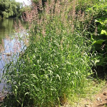 Phalaris arundinaceae - Alpiste cinta