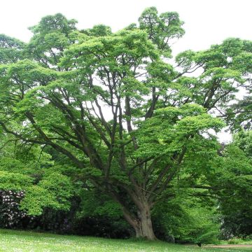 Phellodendron amurense - árbol de Amur