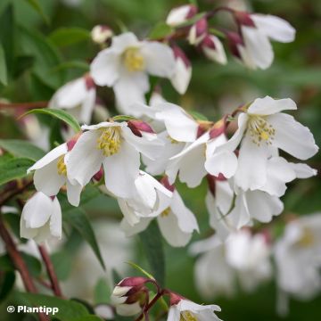 Philadelphus Dainty Lady - Celinda