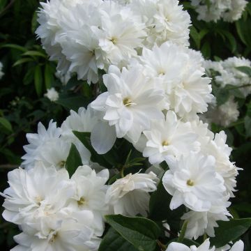 Philadelphus Frosty Morn - Celinda