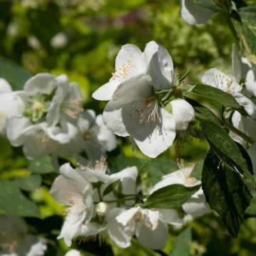 Philadelphus lemoinei Innocence - Celinda