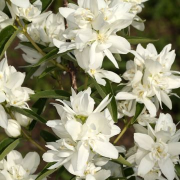 Seringat - Philadelphus Komsomolec