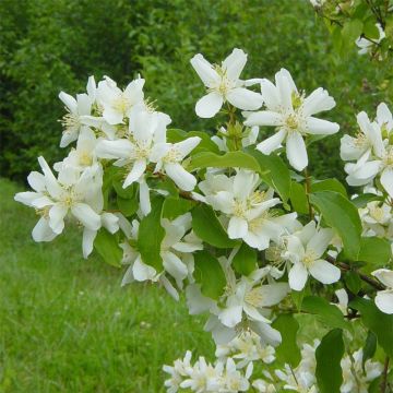 Philadelphus lemoinei - Celinda