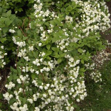 Philadelphus lemoinei Manteau d'Hermine - Celinda