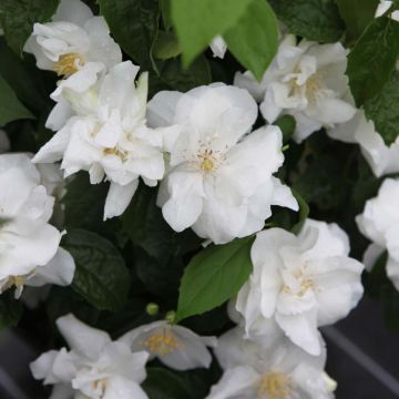 Philadelphus virginalis Natchez - Celinda