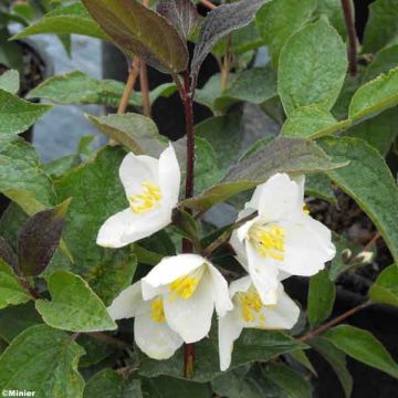 Philadelphus Starbright - Celinda