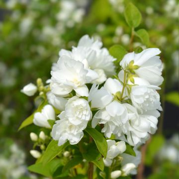 Philadelphus Virginal - Celinda