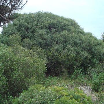 Phillyrea angustifolia - Labiérnaga