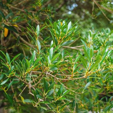 Phillyrea angustifolia Green Up - Labiérnaga