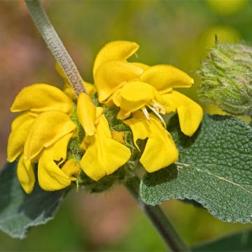 Phlomis bourgaei - Flomis