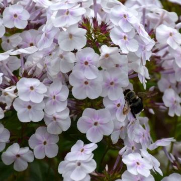 Phlox paniculata Fashionably Early Crystal